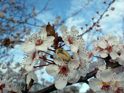 fleurs de printemps